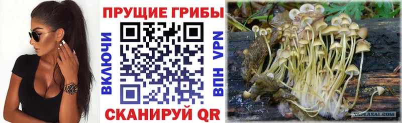 Псилоцибиновые грибы прущие грибы  Купить закладки  Семикаракорск 